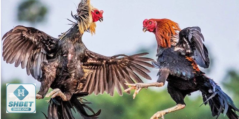 Đá gà Thomo C1 - Thời lượng hiệp & cách phân định kết quả