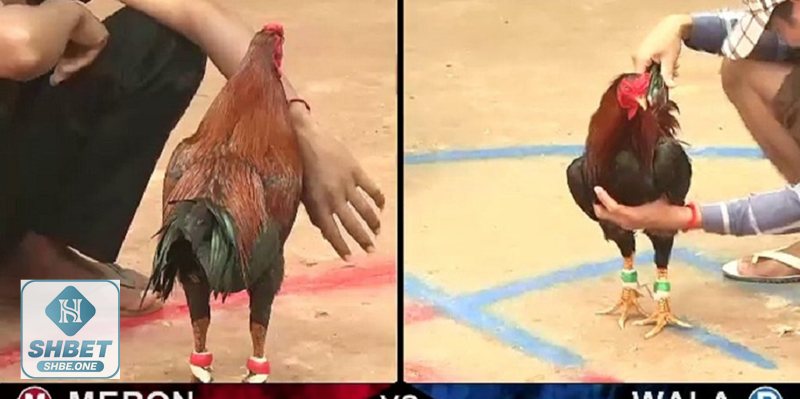 Bí mật đá gà Thomo - Khẩu phần theo chu kỳ