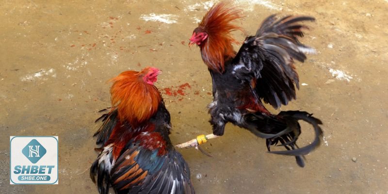 Đá gà Thomo C1 - Quan sát trước – trong – sau trận