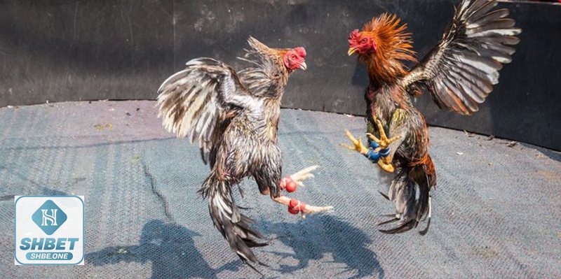 Đá gà cựa sắt - Tiêu chí phân định thắng/thua
